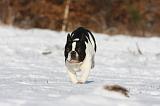 BOULEDOGUE FRANCAIS 935
